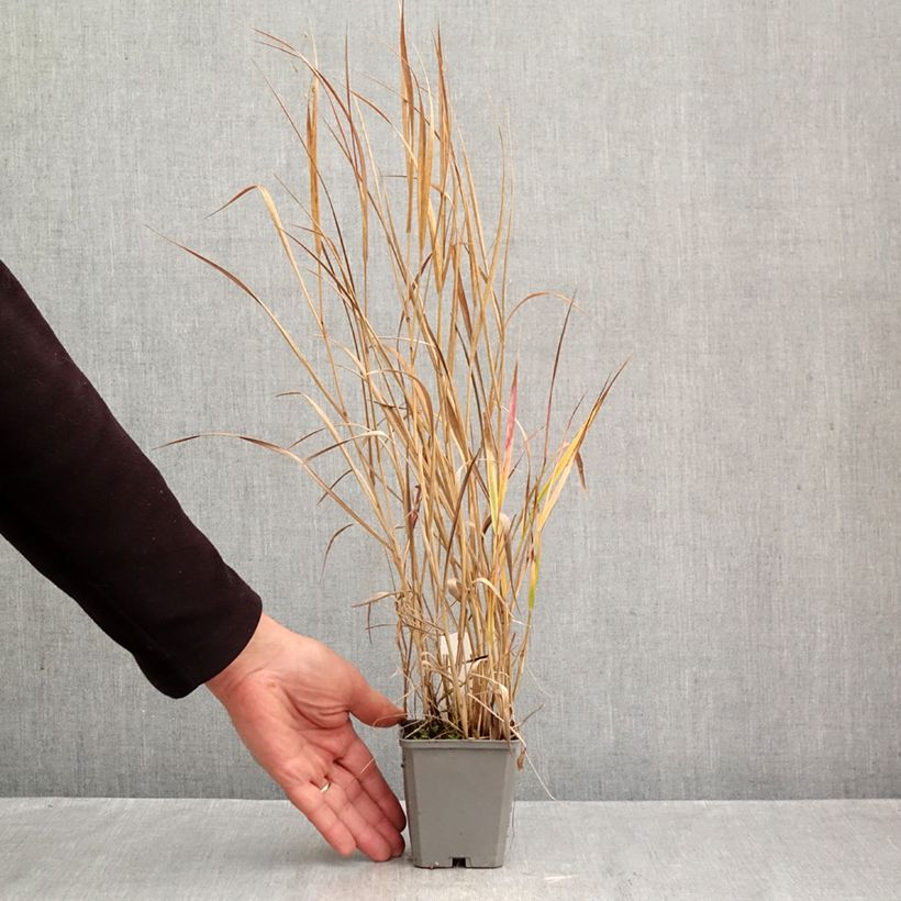 Amostra de Panicum virgatum Rotstrahlbusch Vaso de 8/9 cm tal como entregue no outono