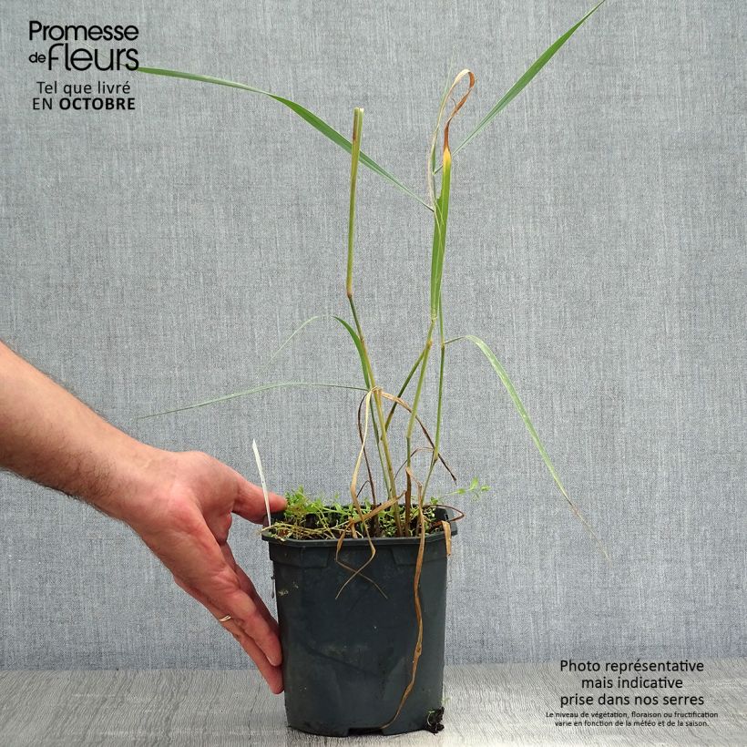 Amostra de Panicum virgatum Sangria Vaso de 2 L/3 L tal como entregue no outono