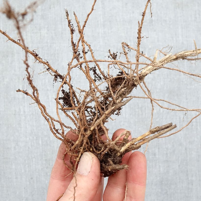 Amostra de Panicum virgatum Sangria Raízes nuas tal como entregue no inverno