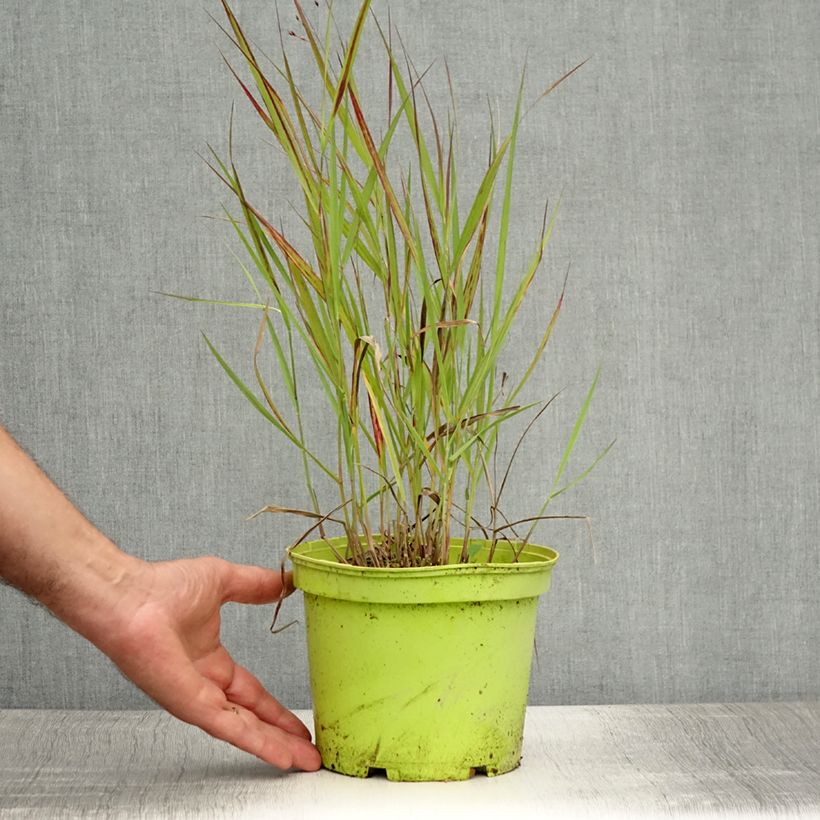 Amostra de Panicum virgatum Shenandoah Vaso de 2 L/3 L tal como entregue no verão