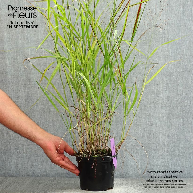 Amostra de Panicum virgatum Squaw Vaso de 2 L/3 L tal como entregue no verão