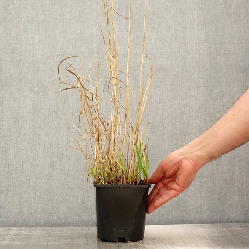 Amostra de Panicum virgatum Squaw Vaso de 2 L/3 L tal como entregue na primavera