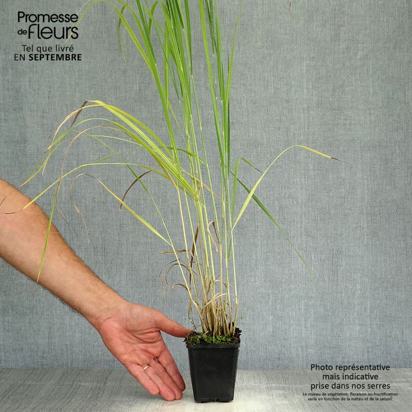 Amostra de Panicum virgatum Thundercloud Vaso de 8/9 cm tal como entregue no outono