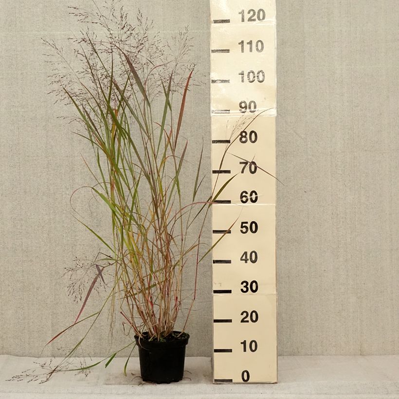 Amostra de Panicum virgatum Warrior Vaso de 2 L/3 L tal como entregue no outono