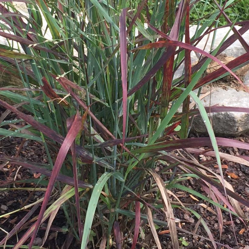 Panicum virgatum Hot Rod (Folhagem)
