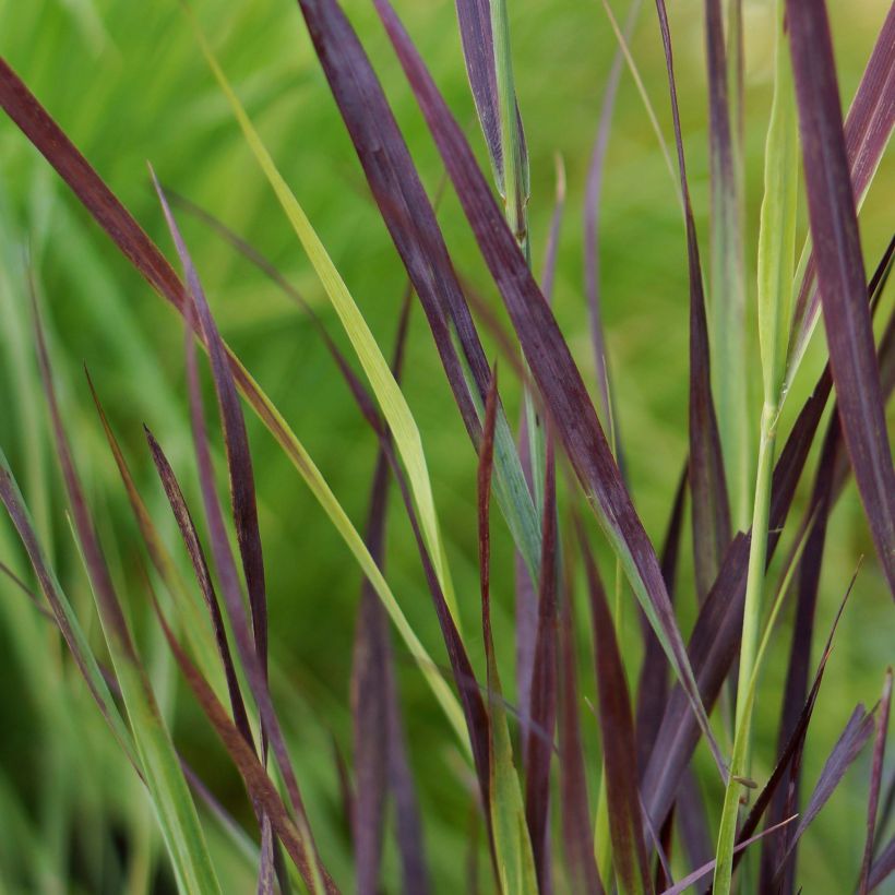 Panicum virgatum Purple Breeze (Folhagem)