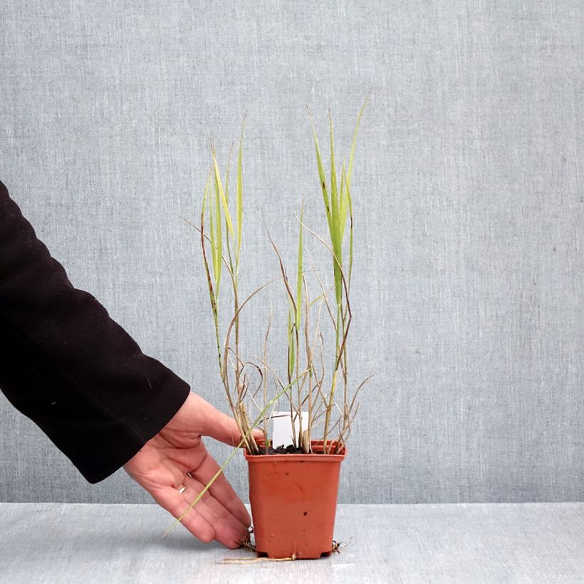 Amostra de Panicum virgatum Purple Breeze Vaso de 8/9 cm tal como entregue no outono