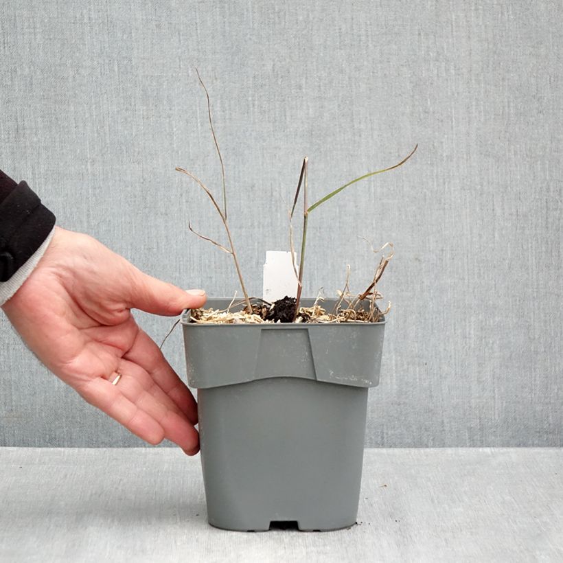 Amostra de Panicum virgatum Purple Breeze Vaso de 3 L/4 L tal como entregue no outono