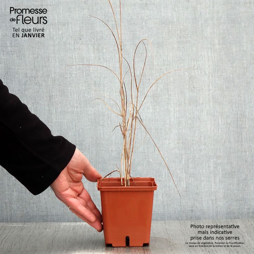 Amostra de Panicum virgatum Purple Breeze Vaso de 3 L/4 L tal como entregue no inverno