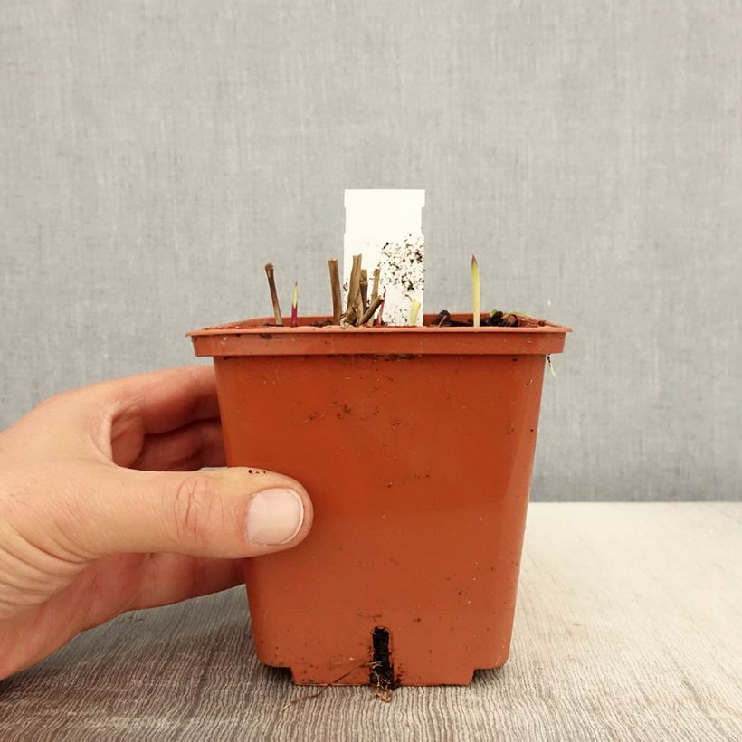 Amostra de Panicum virgatum Purple Breeze Vaso de 3 L/4 L tal como entregue na primavera