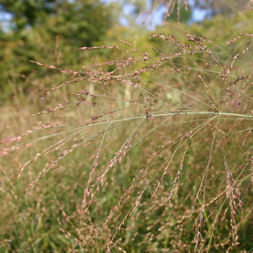 Panicum virgatum Rehbraun (Floração)