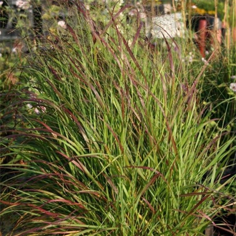 Panicum virgatum Rotstrahlbusch (Folhagem)