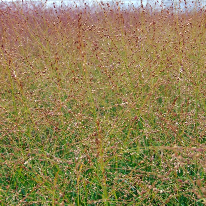 Panicum virgatum Rotstrahlbusch (Floração)