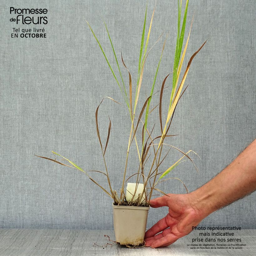 Amostra de Panicum virgatum Squaw Vaso de 8/9 cm tal como entregue no outono
