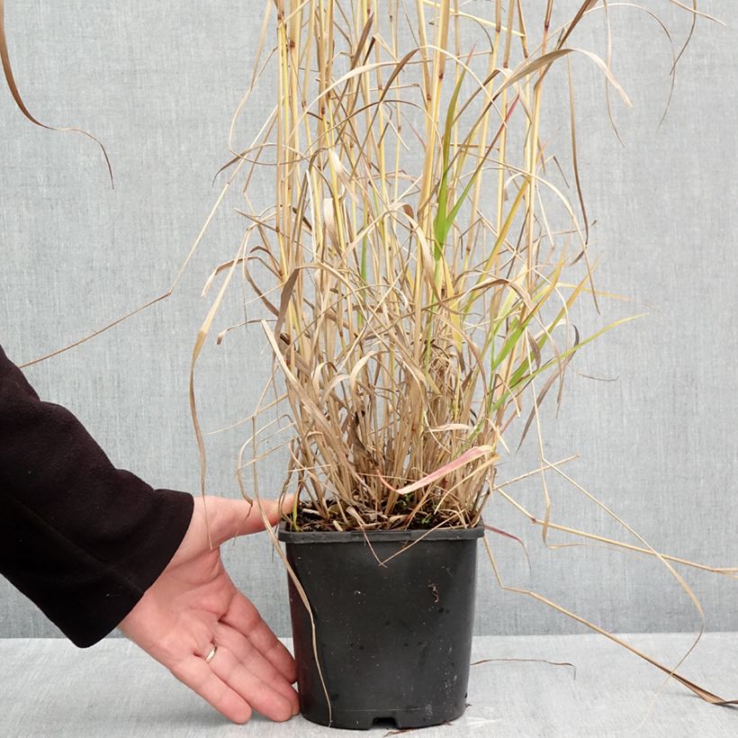 Amostra de Panicum virgatum Squaw Vaso de 2 L/3 L tal como entregue no outono
