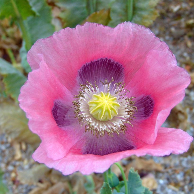 Dormideira - Papaver somniferum nigrum sementes (Floração)