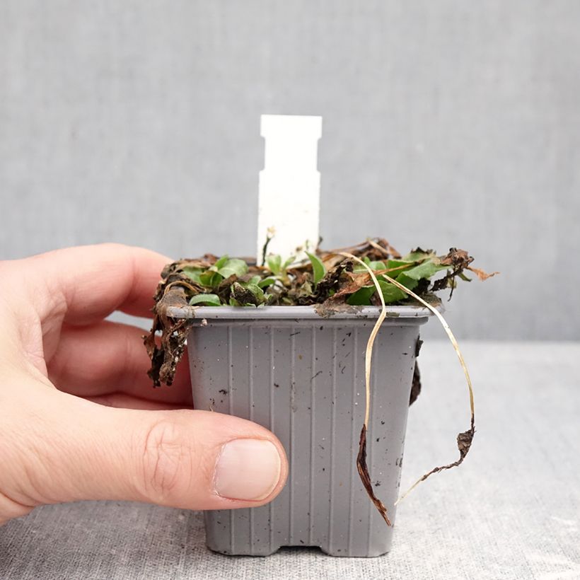 Amostra de Bellis perennis Vaso de 8/9 cm tal como entregue no inverno