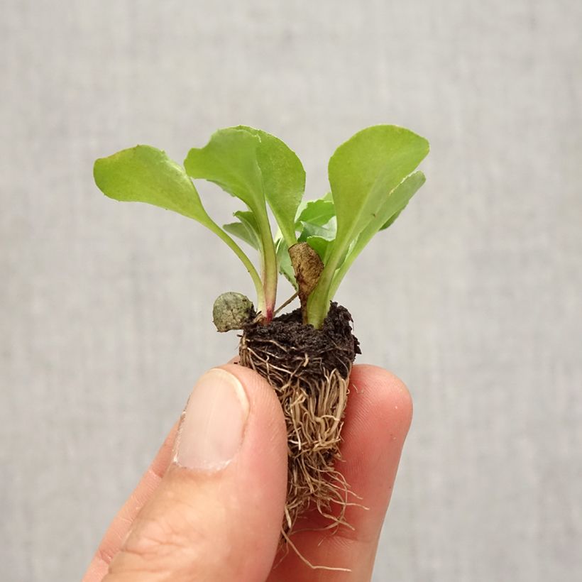 Amostra de Pâquerette Tasso en mélange Mini-motte - Bellis Perennis Mini-torrão: torrão de 2,2 cm x 2 cm em tabuleiro de cultivo de 35 unidades tal como entregue no outono