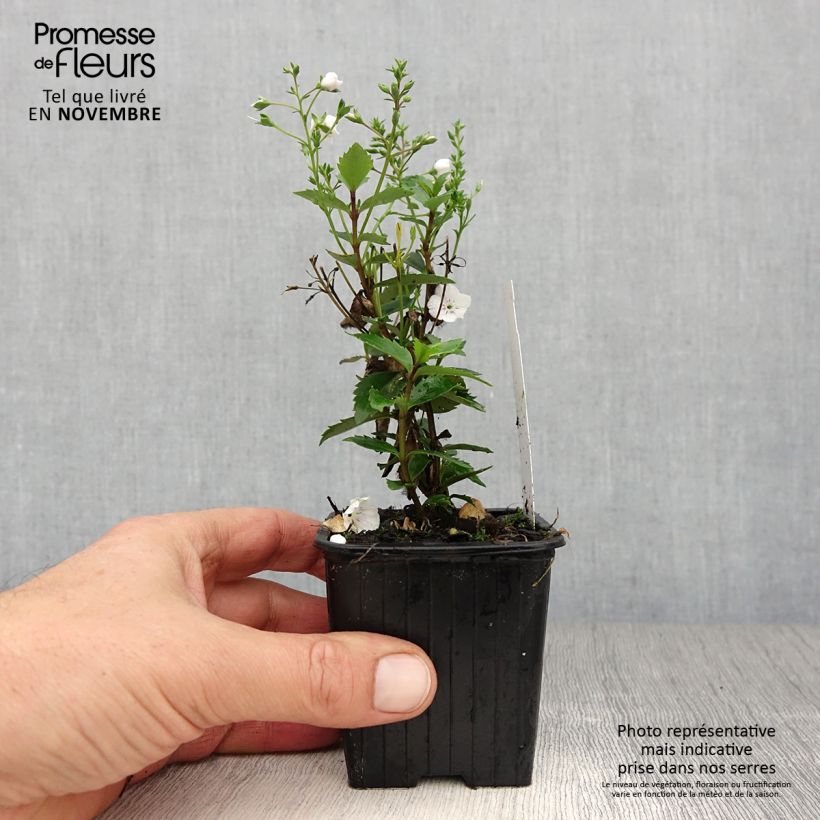 Amostra de Parahebe catarractae Avalanche Vaso de 8/9 cm tal como entregue no outono