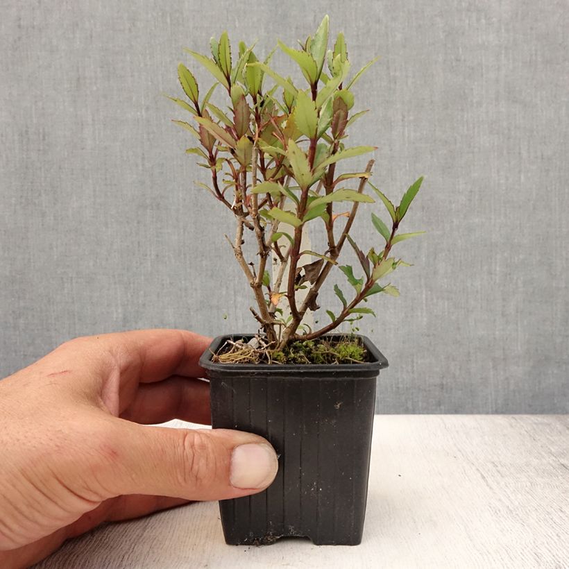 Amostra de Parahebe catarractae Avalanche Vaso de 8/9 cm tal como entregue no verão