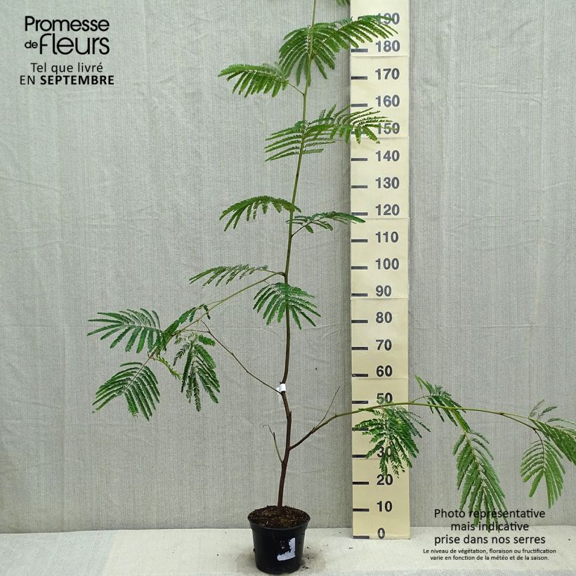 Amostra de Paraserianthes lophantha Vaso de 4 L/5 L tal como entregue no outono