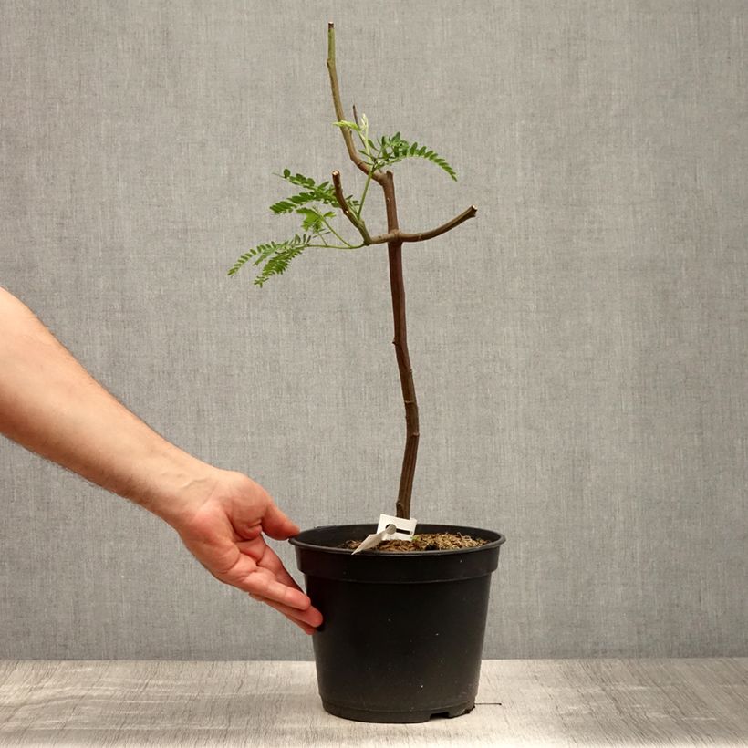 Amostra de Paraserianthes lophantha Vaso de 4 L/5 L tal como entregue no verão