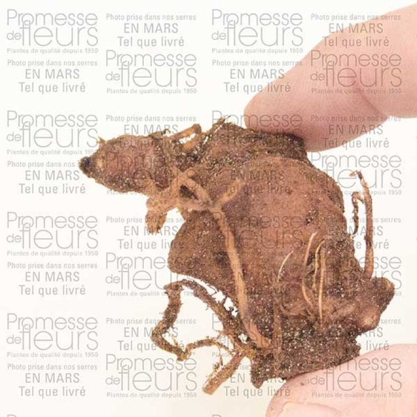 Exemplo de amostra de Paris polyphylla Bulbe tal como entregue