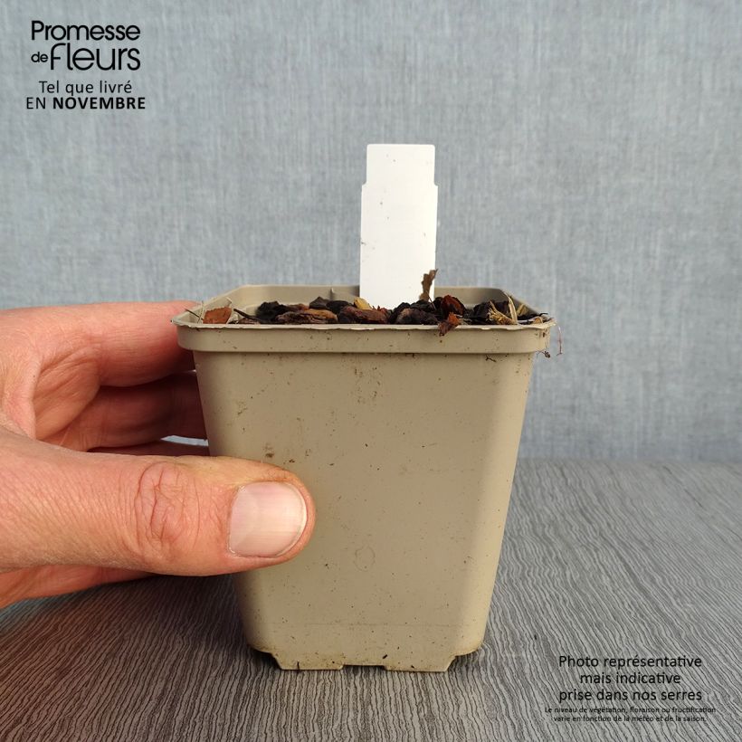 Amostra de Paris quadrifolia Vaso de 8/9 cm tal como entregue no outono