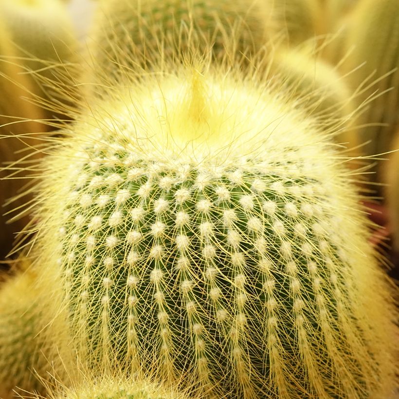 Parodia leninghausii (Folhagem)