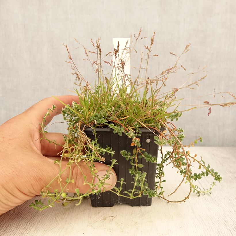 Amostra de Paronychia kapela subsp. serpyllifolia Vaso de 8/9 cm tal como entregue no verão