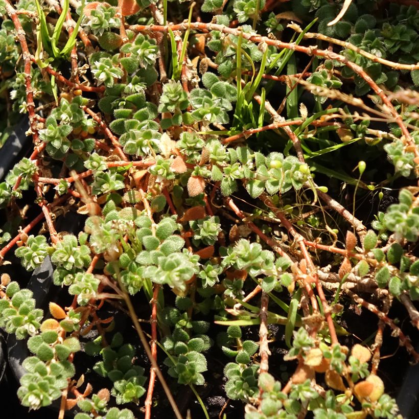 Paronychia kapela subsp. serpyllifolia (Folhagem)