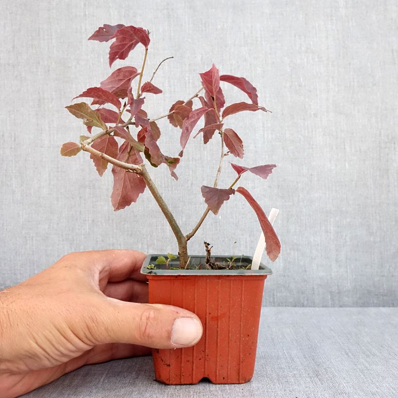 Amostra de Parrótia persica Bella Vaso de 8/9 cm tal como entregue no verão