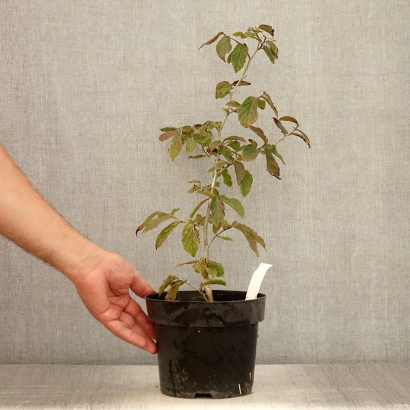 Amostra de Parrótia persica Bella Vaso de 3 L/4 L tal como entregue no verão