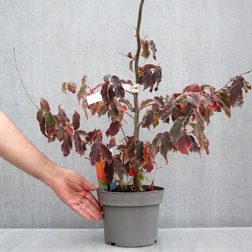 Amostra de Parrótia persica Burgundy Vaso de 4 L/5 L tal como entregue no outono