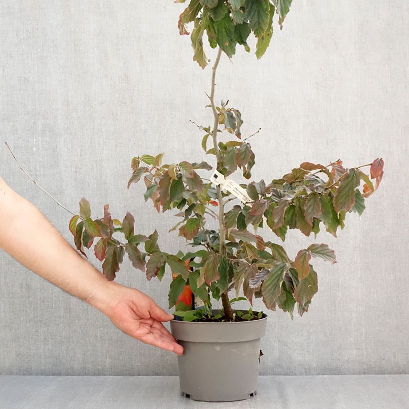Amostra de Parrótia persica Burgundy Vaso de 4 L/5 L tal como entregue no verão
