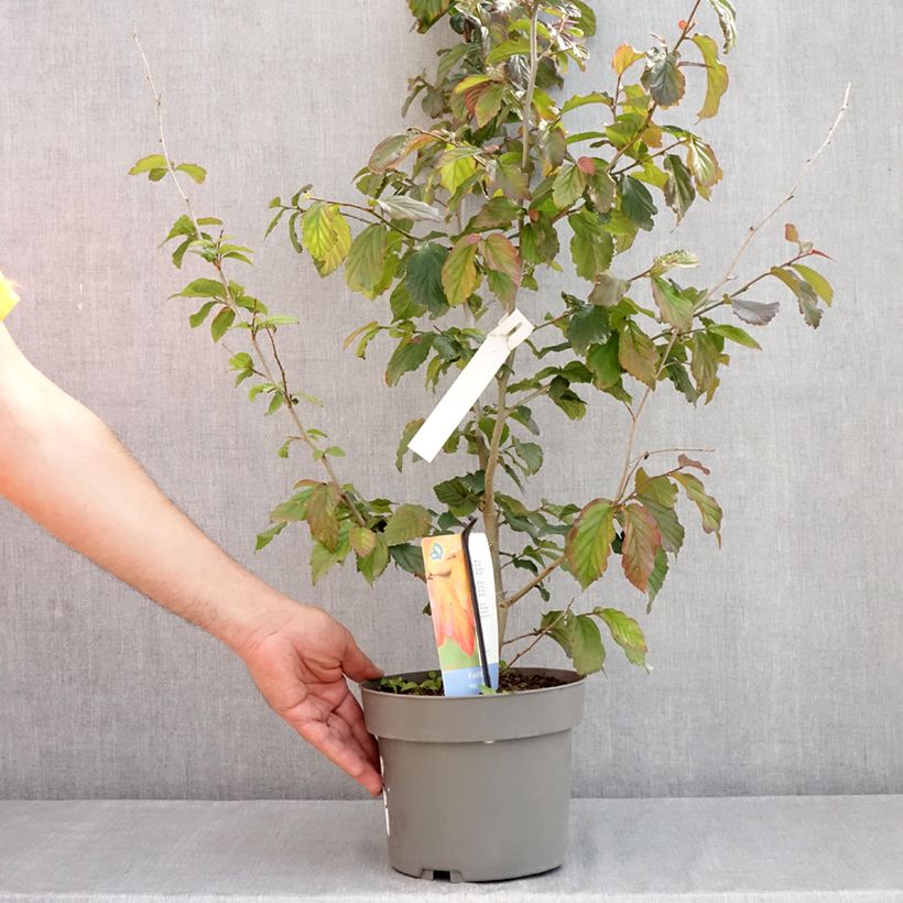 Amostra de Parrotia persica Burgundy - Arbre de fer Vaso de 4 L/5 L tal como entregue na primavera