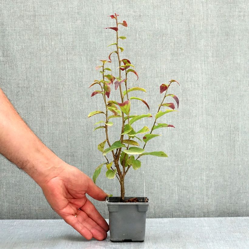 Amostra de Parrótia persica Persian Spire Vaso de 8/9 cm tal como entregue no verão
