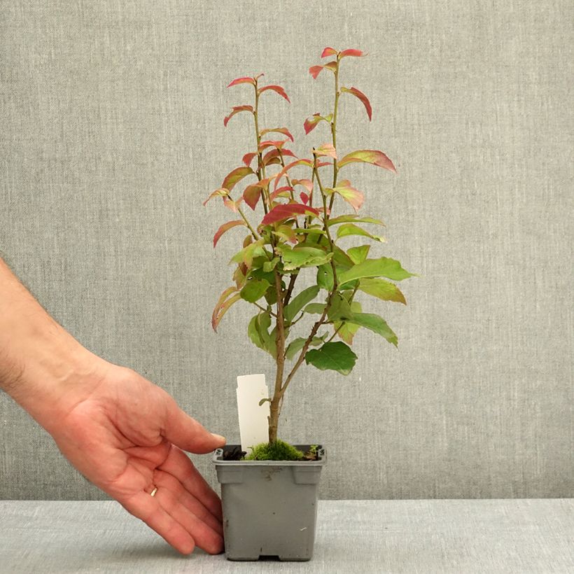 Amostra de Parrótia persica Persian Spire Vaso de 8/9 cm tal como entregue na primavera