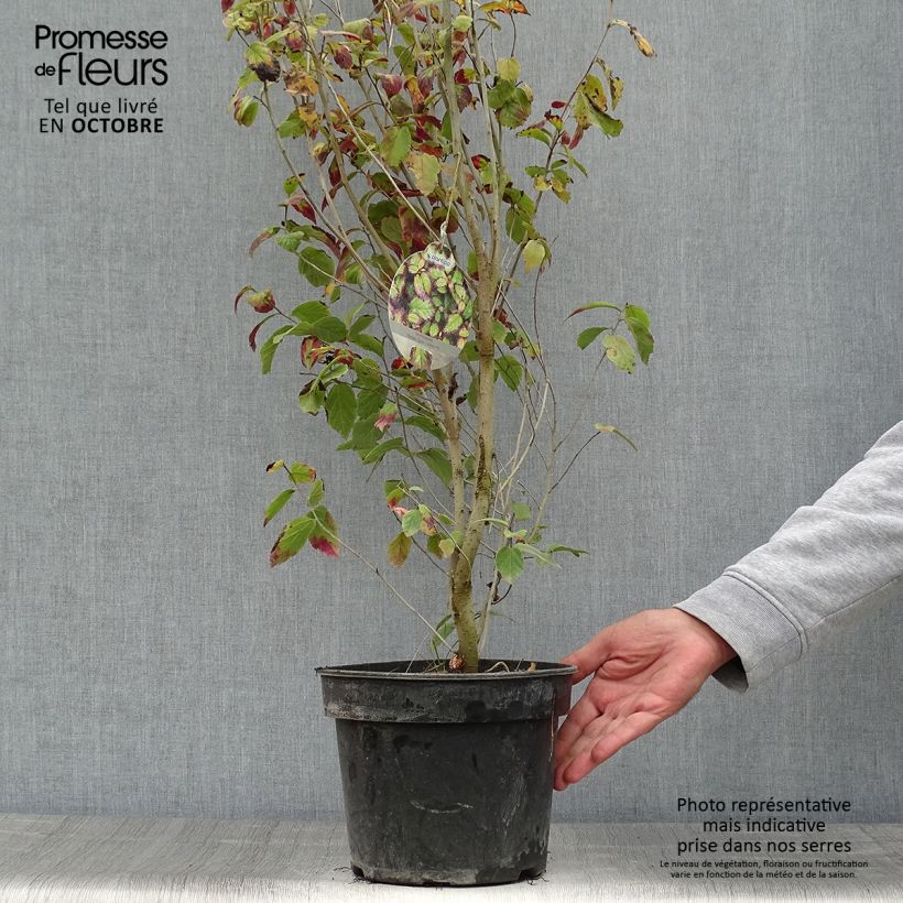 Amostra de Parrótia persica Persian Spire Vaso de 3 L/4 L tal como entregue no outono