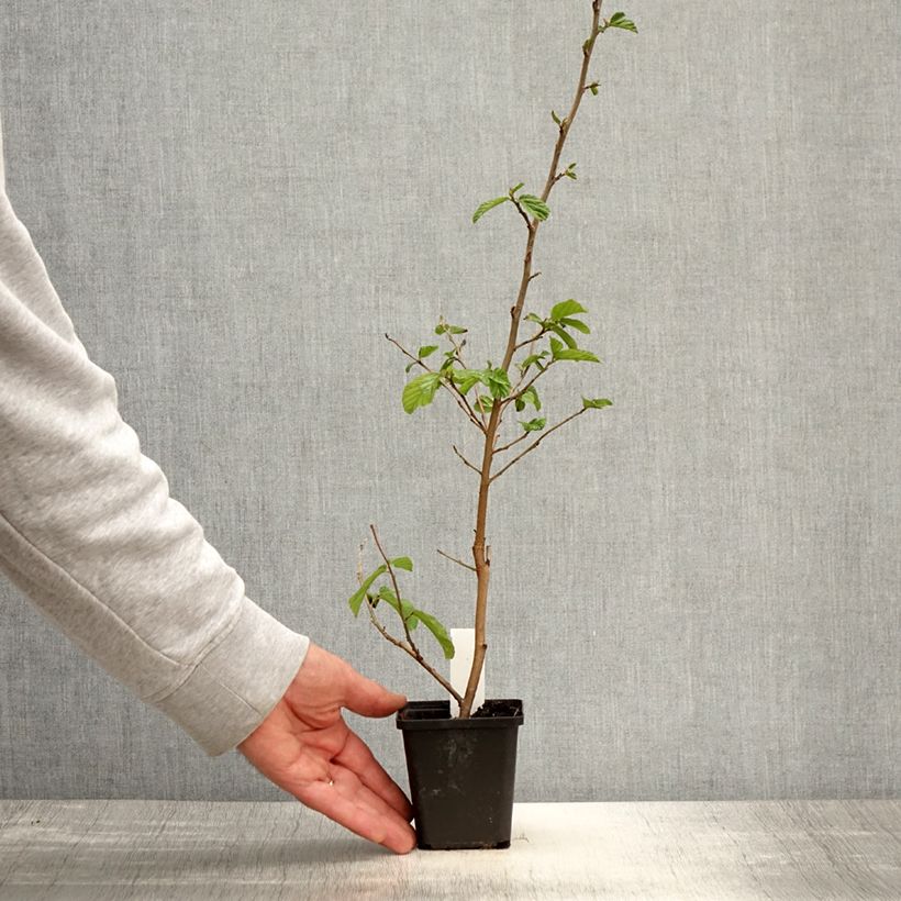 Amostra de Parrótia persica Vanessa Vaso de 8/9 cm tal como entregue na primavera