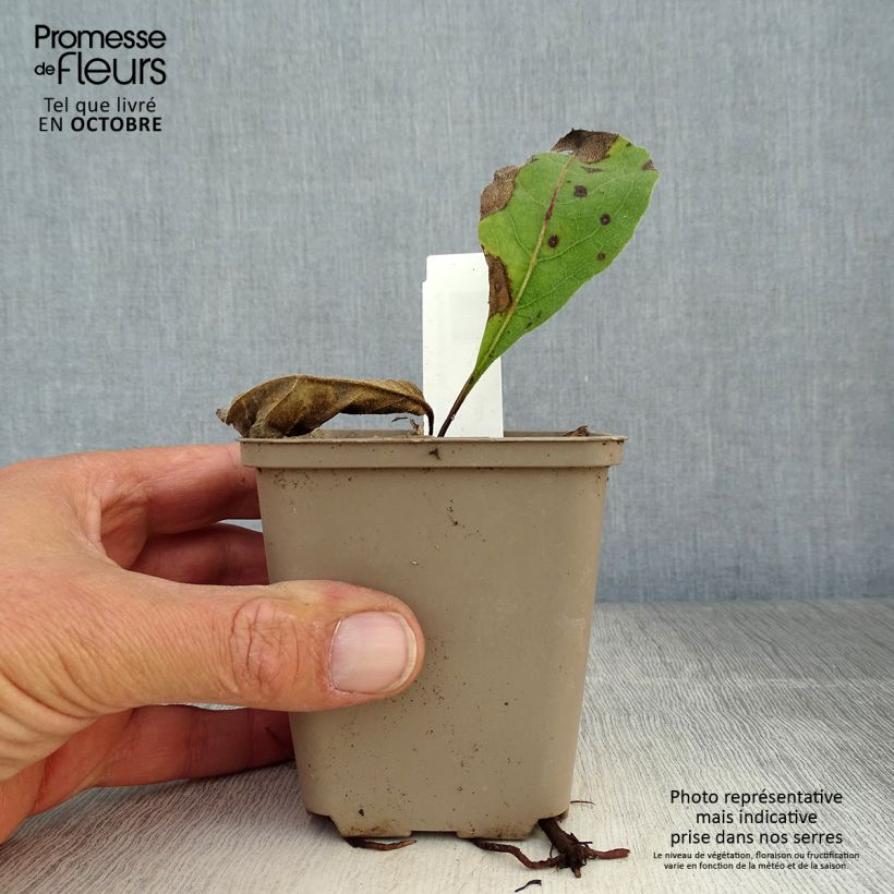 Amostra de Parthenium integrifolium Vaso de 8/9 cm tal como entregue no outono