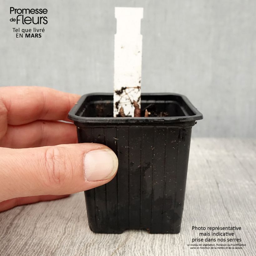 Amostra de Parthenium integrifolium Vaso de 8/9 cm tal como entregue na primavera