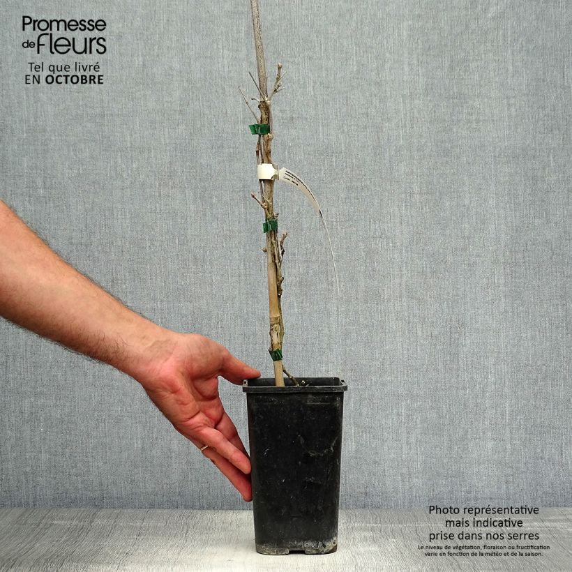 Amostra de Parthenocissus quinquefolia Star Shower Vaso de 1,5 L/2 L tal como entregue no outono