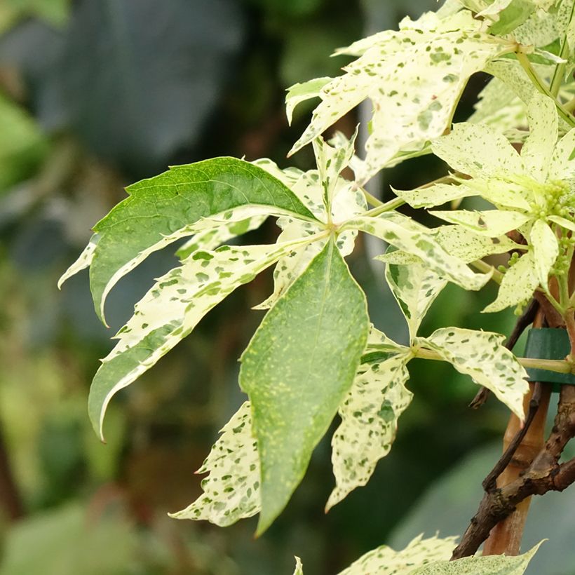 Parthenocissus quinquefolia Star Shower (Folhagem)