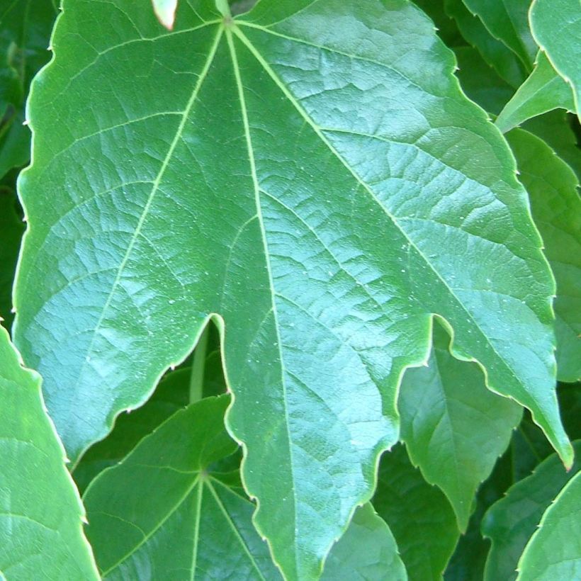 Parthenocissus tricuspidata Green Spring (Folhagem)