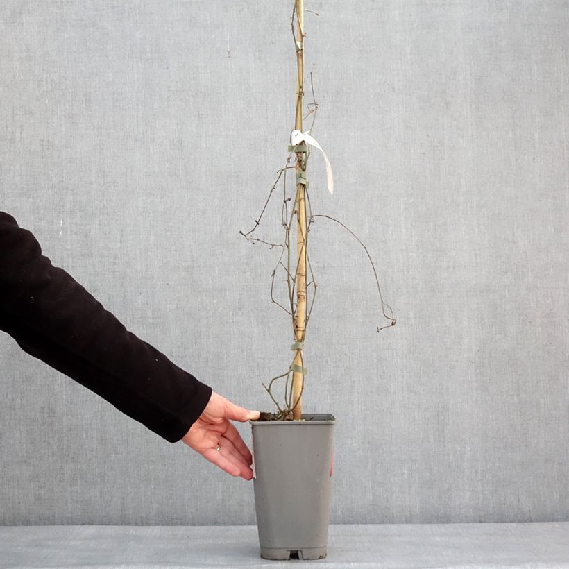 Amostra de Passiflora citrina - Fleur de la passion Pot de 3L/4L tal como entregue no inverno