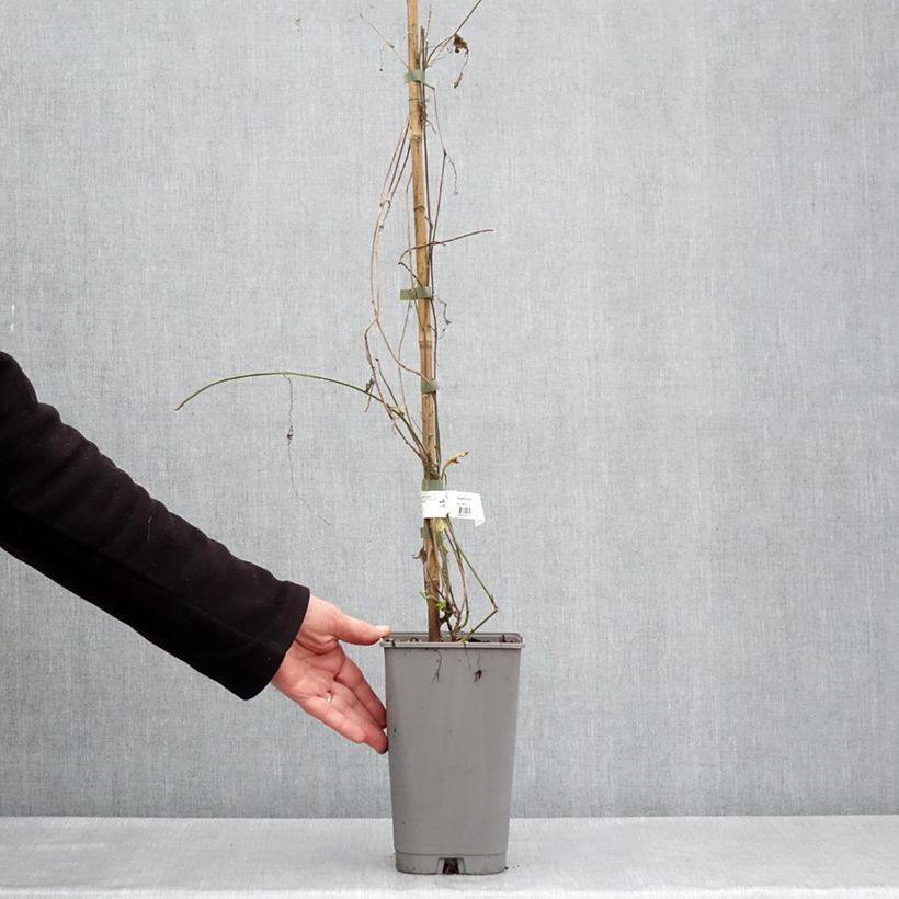 Amostra de Passiflora citrina Vaso de 3 L/4 L tal como entregue na primavera