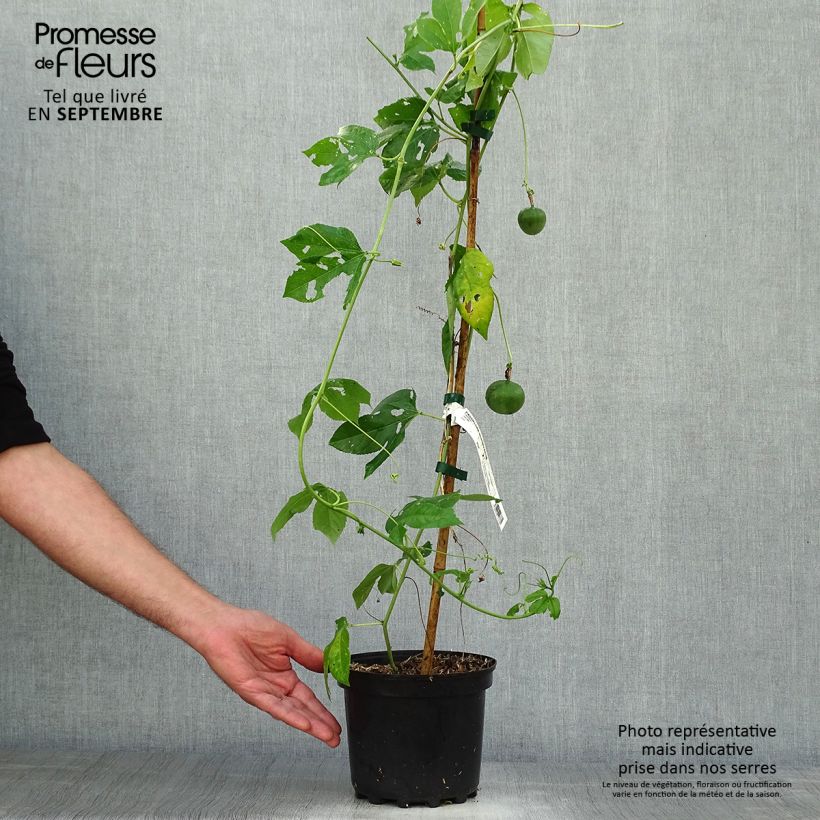 Amostra de Passiflora incarnata Vaso de 2 L/3 L tal como entregue no outono