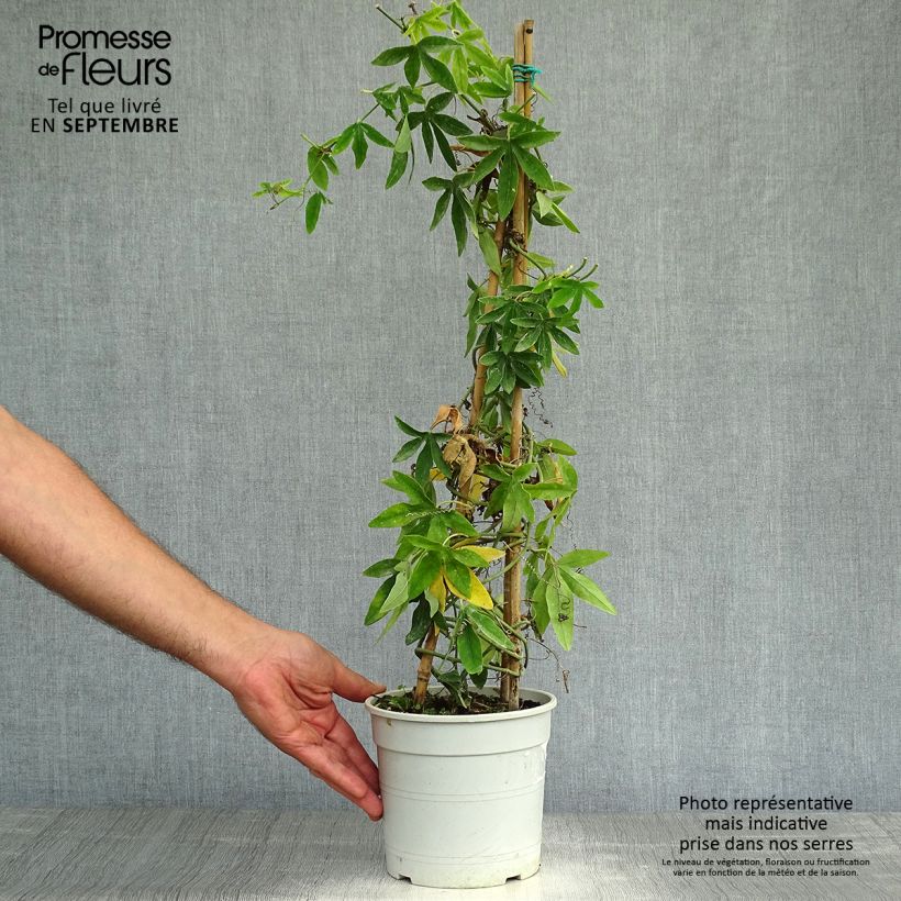 Amostra de Passiflora subpeltata Vaso de 2 L/3 L tal como entregue no outono
