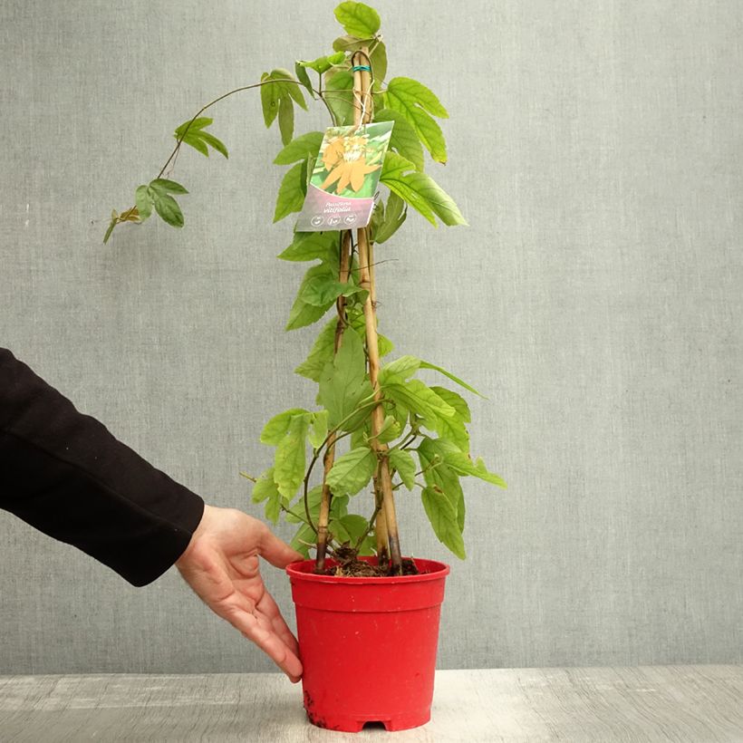 Amostra de Passiflora vitifolia Vaso de 2 L/3 L tal como entregue no outono